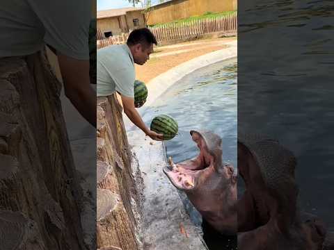 Hungry Hippo Moment 🍉 #shorts
