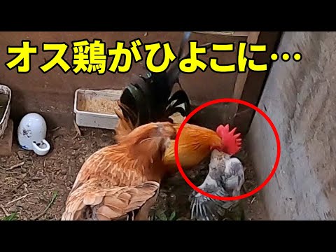 【飼育崩壊の危機】とんでもないことが起きました…  114話目