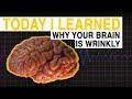 Understanding Brain Structure and Evolution