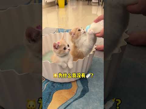 【#一只又廷】猫:你知道的,我从小就离开了妈妈!#它真的好像个小宝宝 #小奶喵 #小奶猫的成长日记