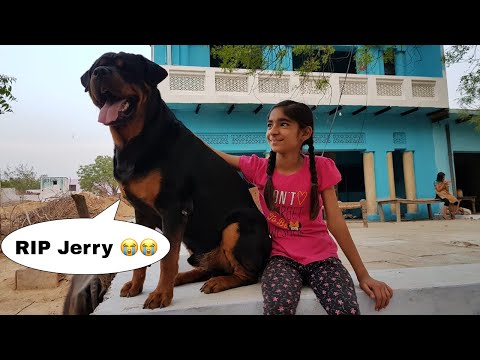 Jerry Aab hamaare beech nahi raha 😭|| RIP Jerry