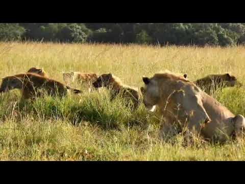 Lion and Hyena Friends