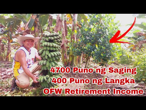 30 Years OFW Nagtanim ng Saging at Langka as Retirement Source of Income?