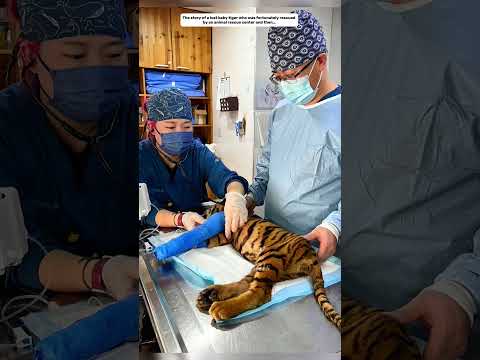 A lucky stray baby tiger was rescued by an animal rescue center and then. #cuteanimals #tiger#shorts