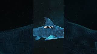 Weird Science Wonders: Sharks - Nature’s Master of Smell!