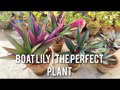 Why Every Garden NEEDS a Boat Lily | The Perfect Plant!