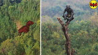 Esta criatura fue vista en el bosque… y nadie sabe qué es