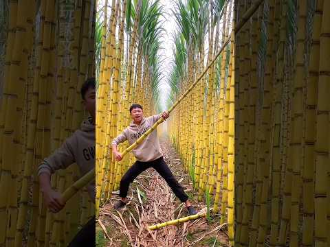 Rural sugarcane plantations, Golden sugarcane crisp and sweet #sugarcane #sugarcanefarming #sweet