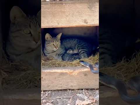 "Unbelievable! Mama Cat Saved Her Kittens"๐พ๐ป๐์ด๋ฏธ ๊ณ ์์ด์ ์ฌ๋ |ๆฏ็ซใฎๆ|#animalrescue #animalstory #cat