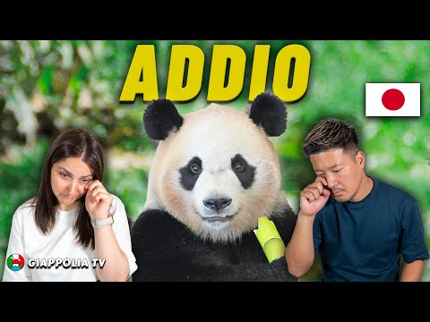 Il business dei panda in Giappone
