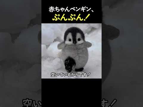 怒ってる子ペンギン見てって！