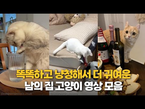 똑똑해서 더 귀여운 남의 집 고양이 모음