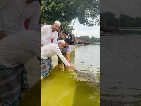কুমির ছুঁয়ে দেখার এক অভিনব দৃশ্য #viralvideo #mehedihasantopu #crocodile #hunter