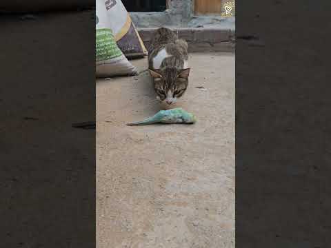 🐈🐦😮