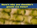 Effects of Seawater on Freshwater Cells
