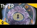 Understanding the Endoplasmic Reticulum