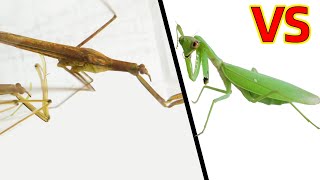 獨臂螳螂 VS 水螳螂，結果會怎樣？ Water praying mantis