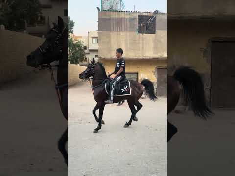 فخد ف السريع من الحصان القاضي قول ماشاءالله🔥 #خيل #السمان #اكسبلور