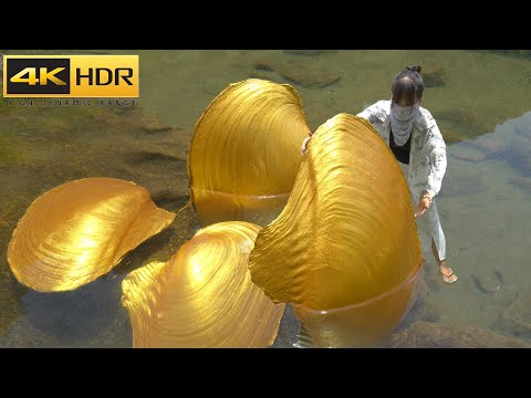 【4KHDR】😱The whole body is covered in golden clams, let's see what kind of pearls we can collect