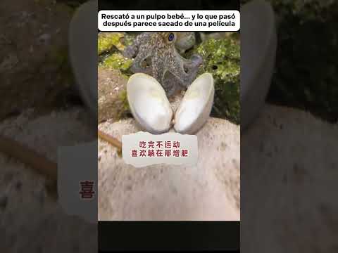 Rescató a un pulpo bebé… y lo que pasó después parece sacado de una película #animales #animals