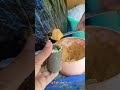 Understanding the Video Tutorial