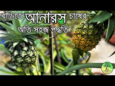 টবেই হবে প্রচুর আনারস / How to grow Pineapple at Home