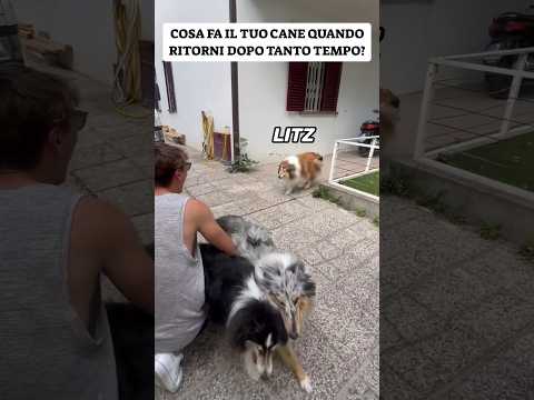 Shirley mi ignora, Mery abbaia, Litz si commuove e Blue mi morde😂 il tuo cane cosa fa?😂
