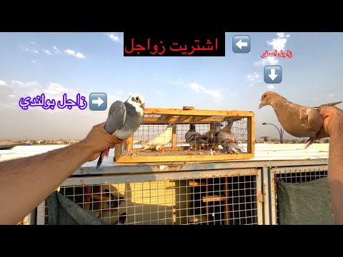 اشتريت زواجل مخاليف 😁 وقفص فكات
