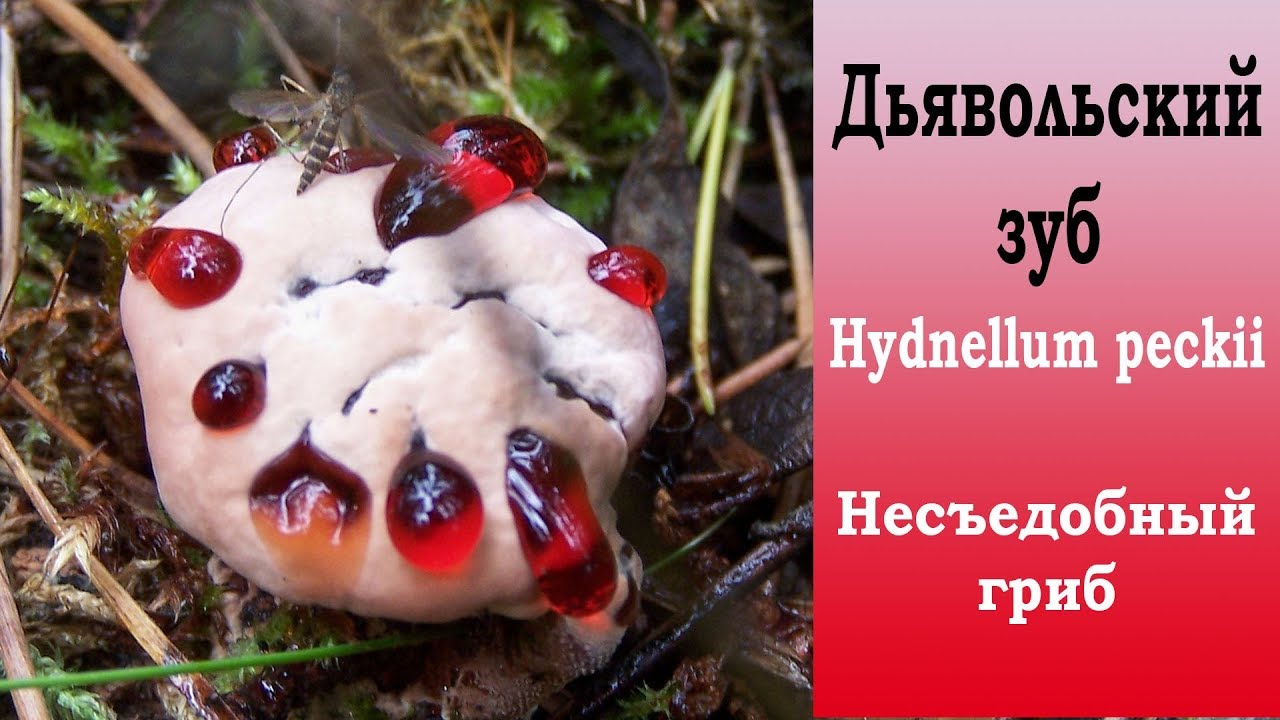 Дьявольский зуб - Hydnellum peckii. Несъедобный гриб