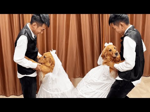 Funny Dog |The first time a dog dances with a human~#cuihuastory #cute pet