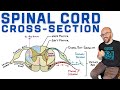 Spinal Cord Functions and Structures