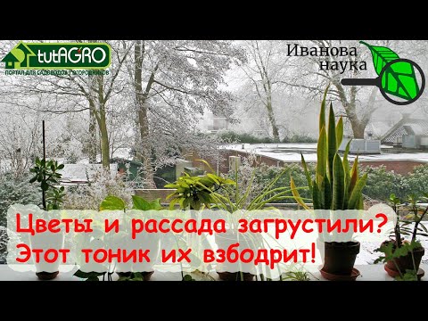 Скорая помощь рассаде, орхидеям и всем растениям. Энергетический тоник для растений