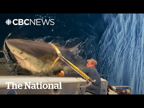 #TheMoment researchers tagged a 4.2-metre long male shark — their largest ever