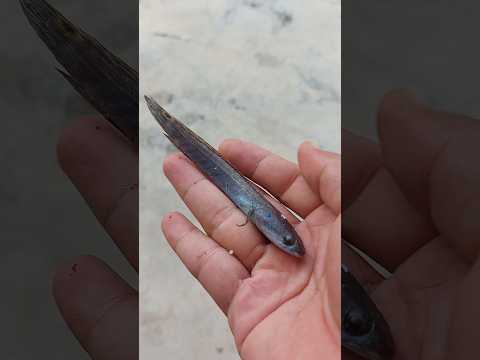 Ikan channa maru gua mati #shorts #channa