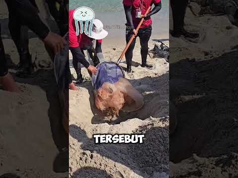 Penjaga Pantai Ini Punya Cara Unik untuk Lindungi Pengunjung dari Ubur-Ubur Beracun! 🏖️⚠️