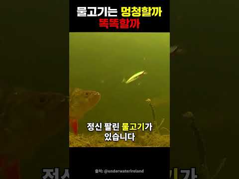 물고기가 잡히는 과정 #낚시 #물고기 #재미 #유머 #반전 #shorts