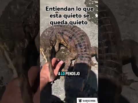 Recordatorio del Día #biologiadesdecero #shorts #animales