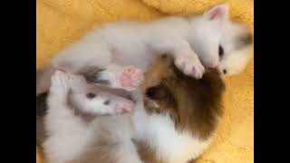 Cute and funny cats ,shorts 🐱🥰