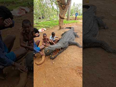 സ്വന്തം വീട്ടിൽ മുതലയെ വളർത്തുന്ന കുട്ടികൾ