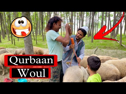 Qurbaan Woul || Eid Qurbaan || Kashmiri Eid Drama || Comedy Kings