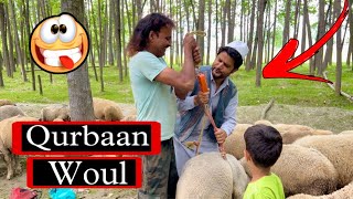 Qurbaan Woul || Eid Qurbaan || Kashmiri Eid Drama || Comedy Kings