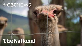 We ask an infectious disease experts about Dr. Oz’s ostrich claims