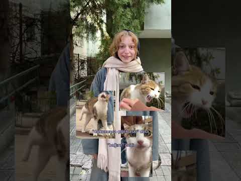 bozuk kedi bozuk değilmiş