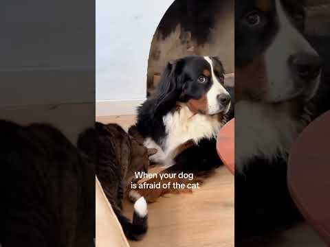 Dogs are afraid of Cats