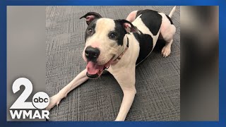 Pets on Set: Tipsy