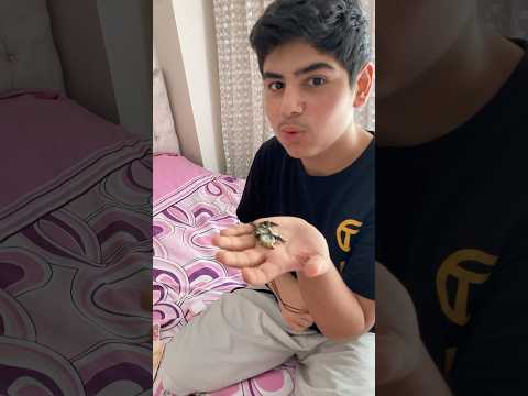 bit pazarında meybuz aldık