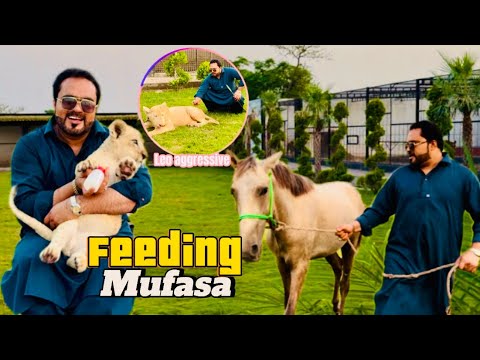 Mufasa ki sharartein bhi kamal hein😍Mufasa nay aj mari shirt phar di 😱(mian saqib)