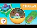 Células y sus Funciones