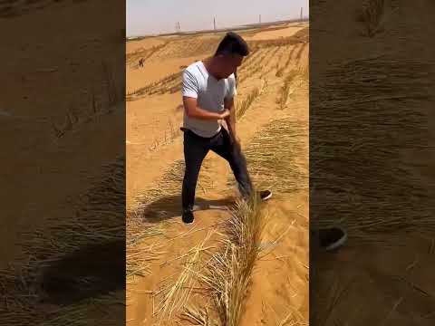 Qué HACEN con los RESTOS del ARROZ en CHINA?