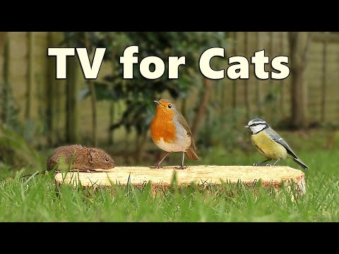 Cat TV Caturday   ~ Birds for Cats to Watch with A Cheeky Mouse Surprise